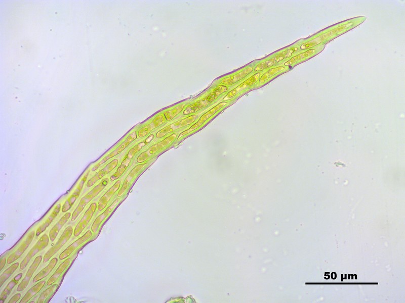 Vaucher's Hypnum Moss photo 6