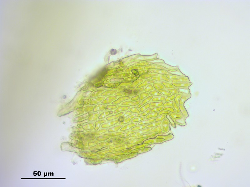 Vaucher's Hypnum Moss photo 7