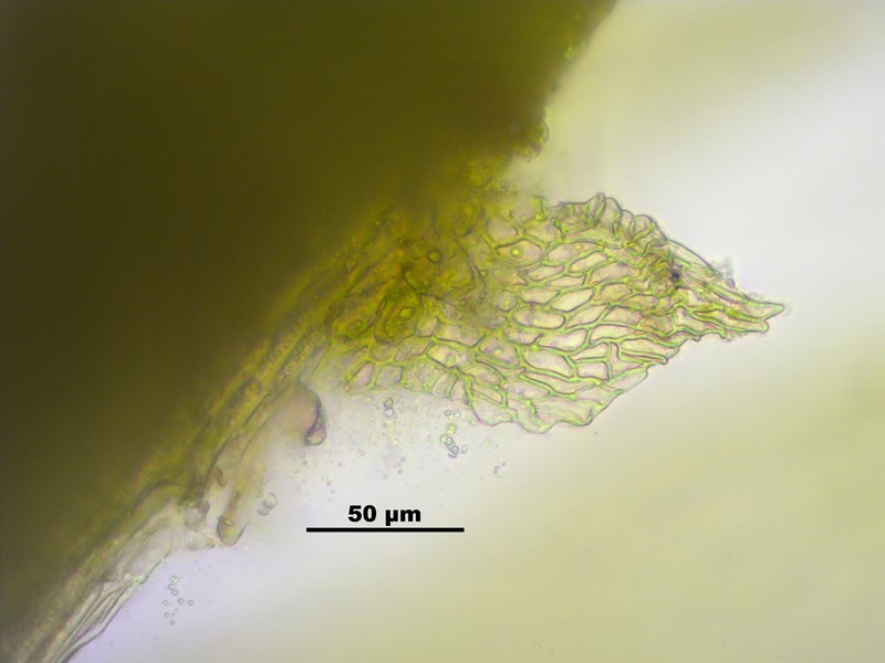 Vaucher's Hypnum Moss photo 8