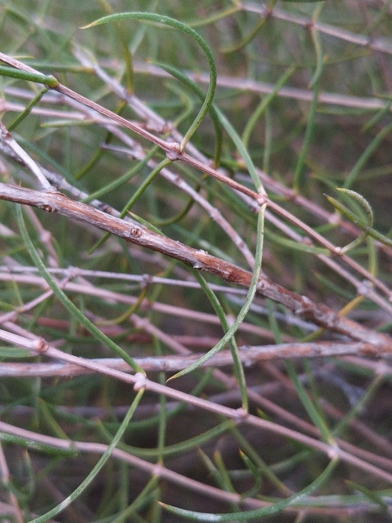 Hypocalymma balbakiae