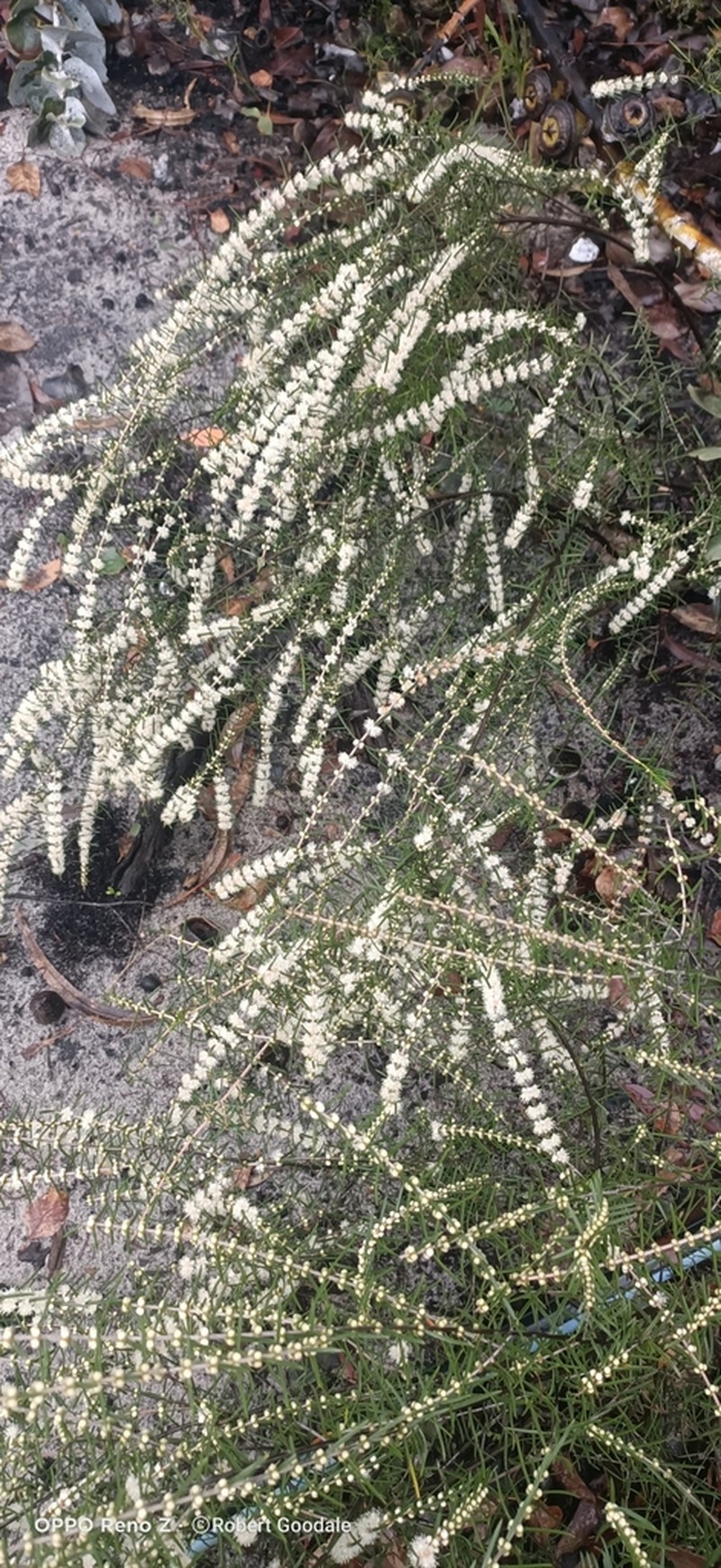 Hypocalymma balbakiae photo 2
