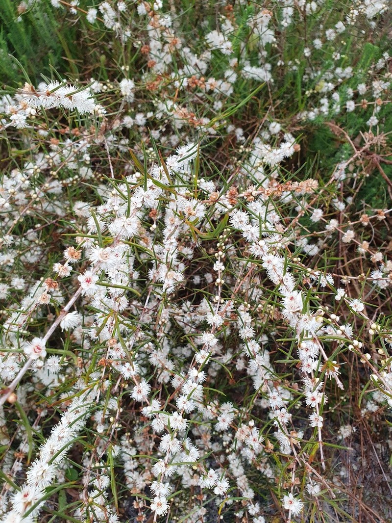 Hypocalymma balbakiae photo 3