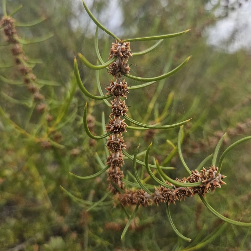 Hypocalymma balbakiae photo 4