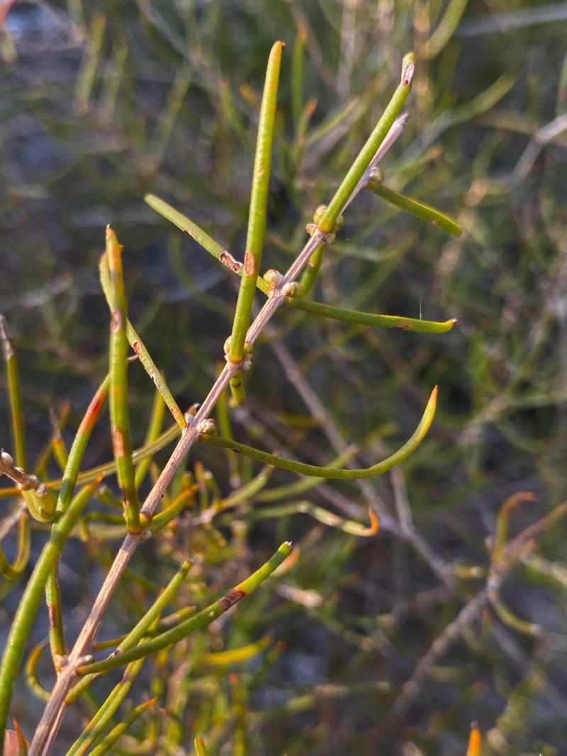 Hypocalymma balbakiae photo 5