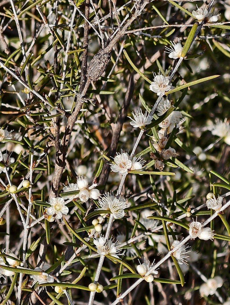 Hypocalymma balbakiae photo 8