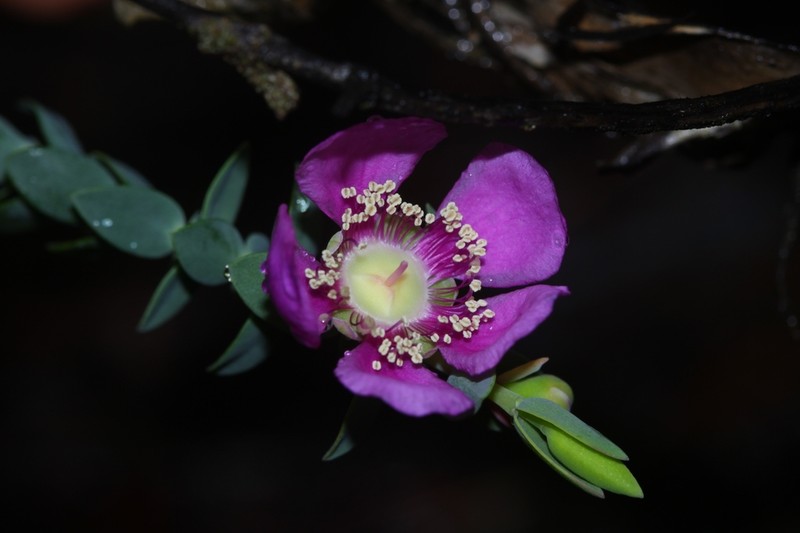 Hypocalymma magnificum