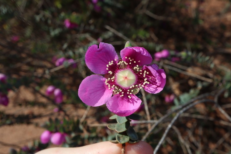 Hypocalymma magnificum photo 4