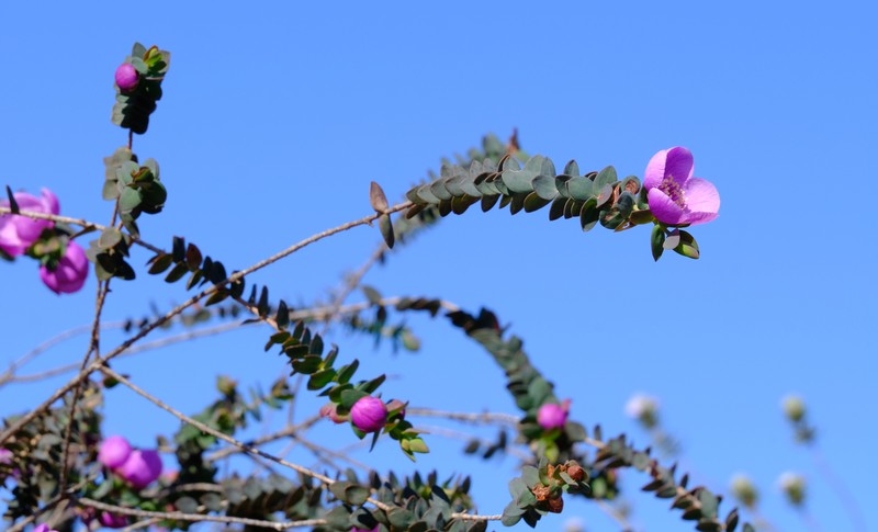 Hypocalymma magnificum photo 8