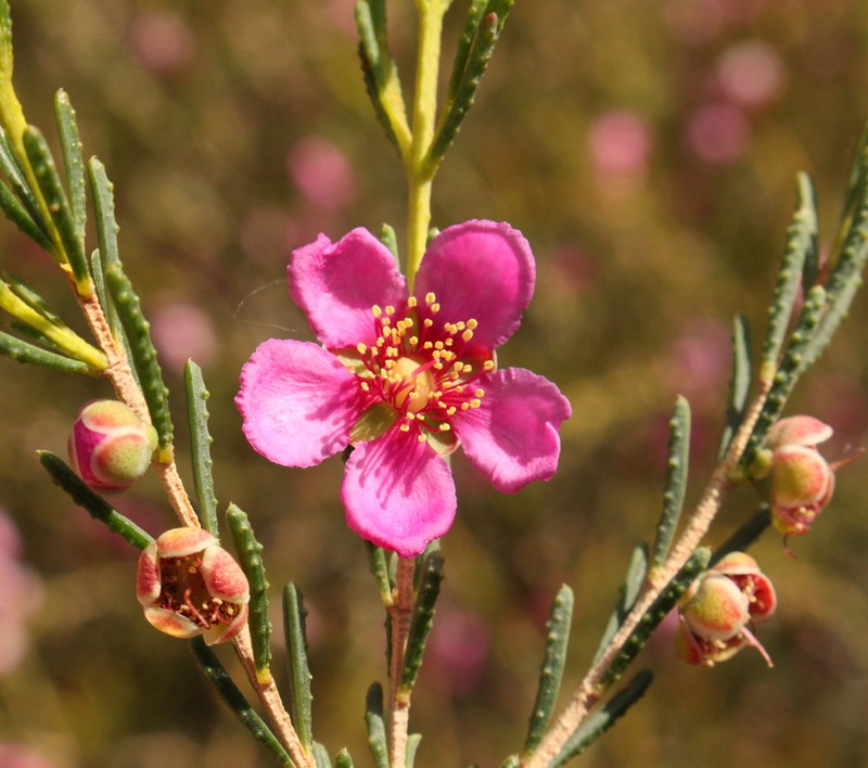 Hypocalymma polyandrum