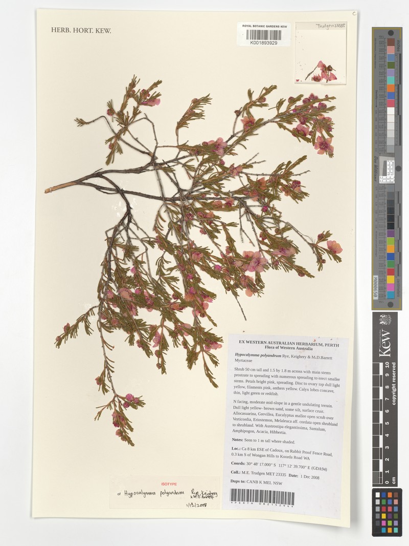 Hypocalymma polyandrum photo 3