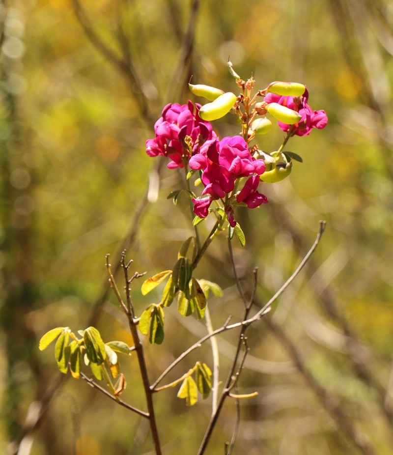 Hypocalyptus coluteoides