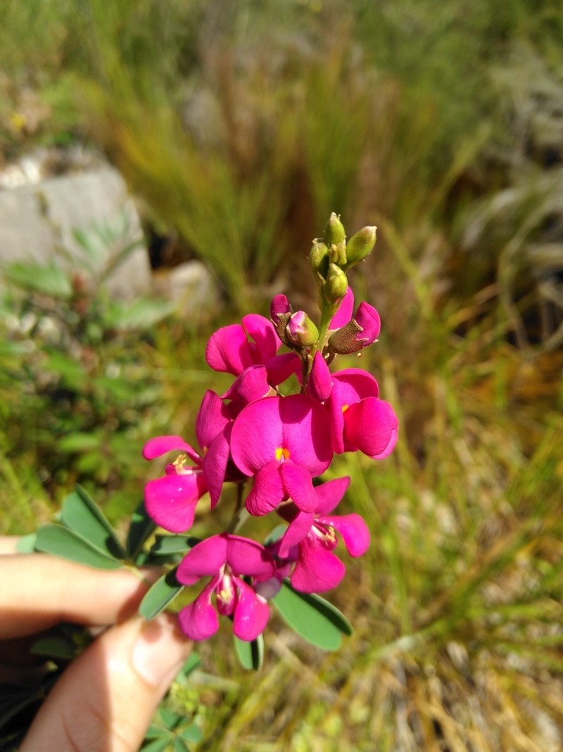 Hypocalyptus coluteoides photo 2