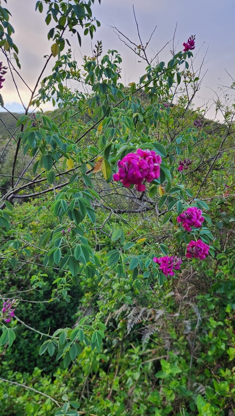Hypocalyptus coluteoides photo 3