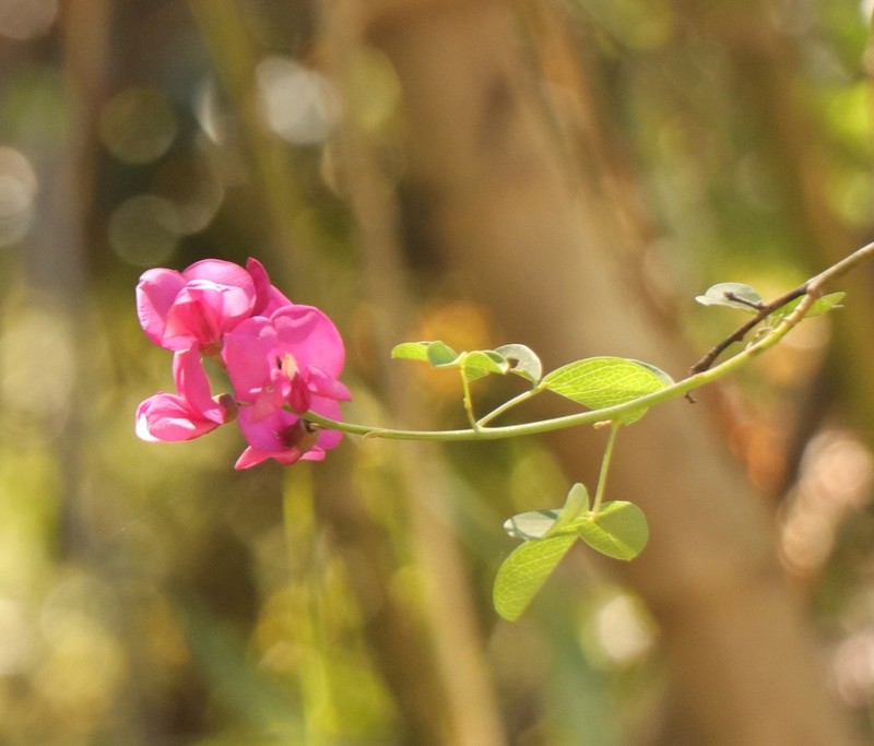 Hypocalyptus coluteoides photo 4
