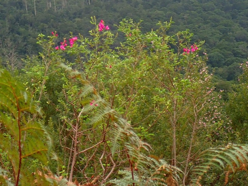 Hypocalyptus coluteoides photo 5