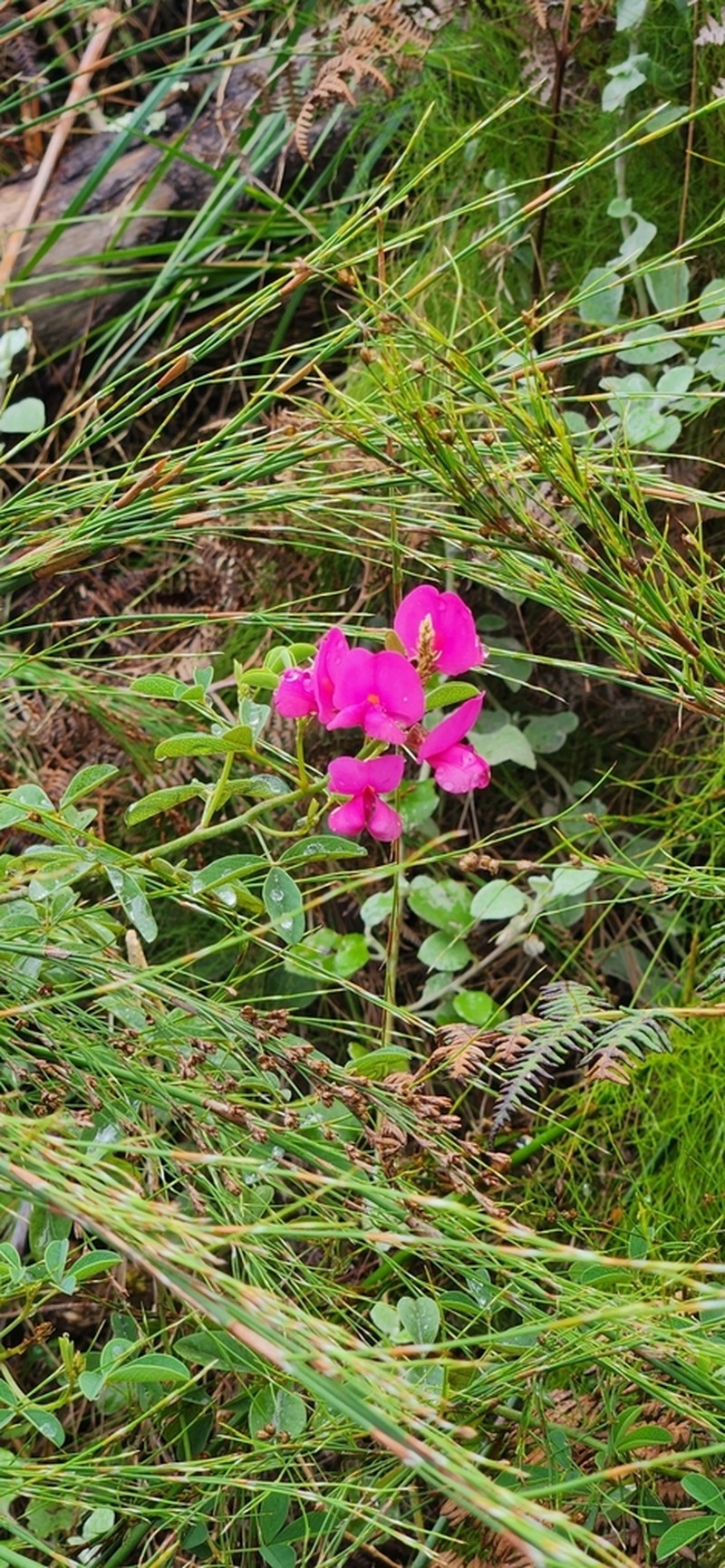 Hypocalyptus coluteoides photo 6