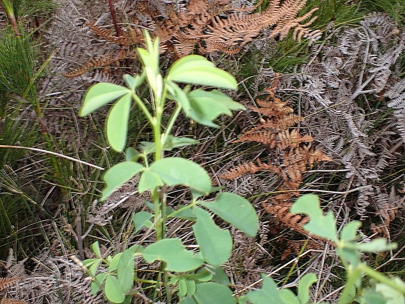 Hypocalyptus coluteoides photo 7