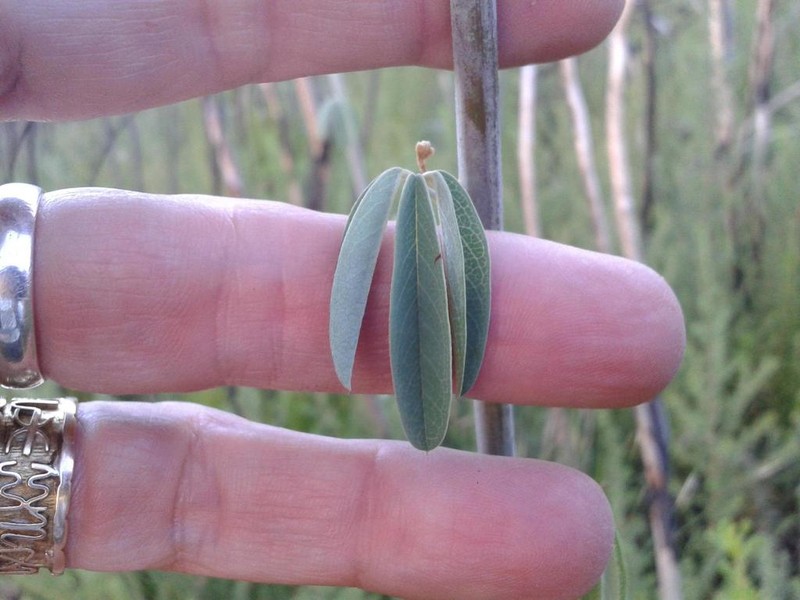 Hypocalyptus coluteoides photo 8