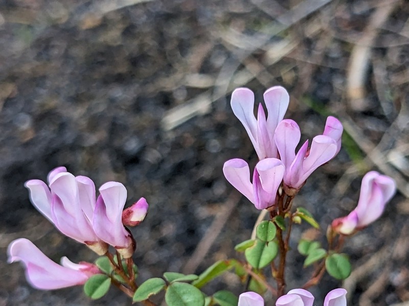 Hypocalyptus oxalidifolius
