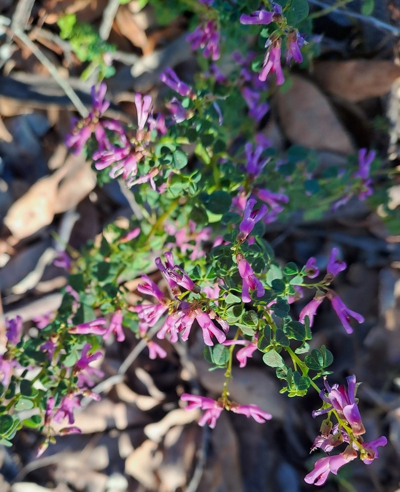 Hypocalyptus oxalidifolius photo 2