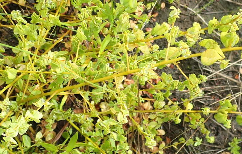 Hypocalyptus oxalidifolius photo 3
