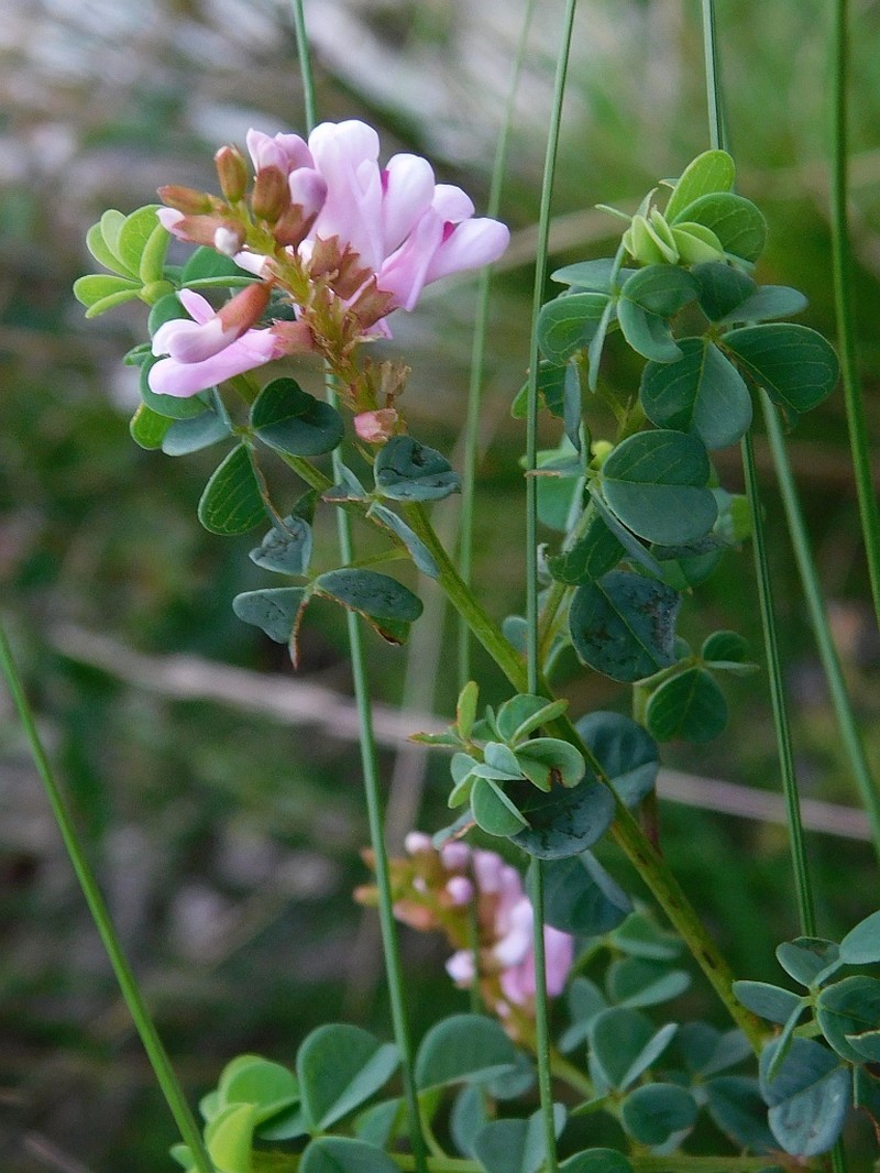 Hypocalyptus oxalidifolius photo 4