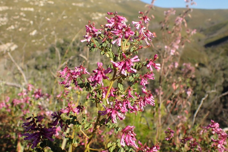 Hypocalyptus oxalidifolius photo 5
