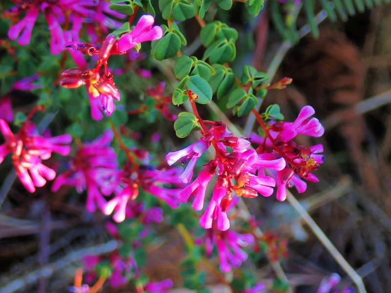 Hypocalyptus oxalidifolius photo 6