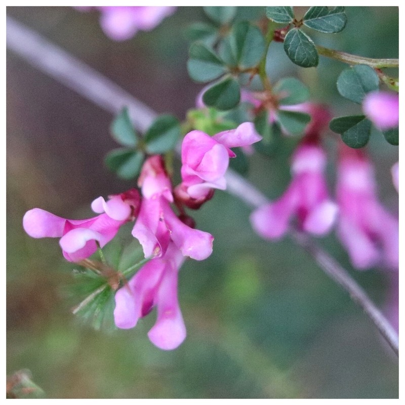 Hypocalyptus oxalidifolius photo 7