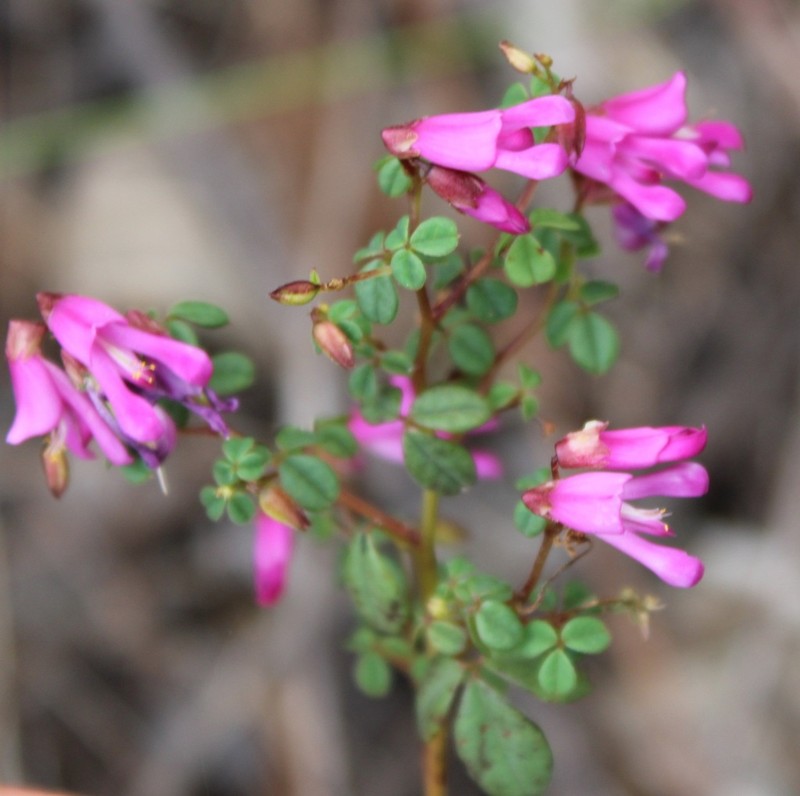 Hypocalyptus oxalidifolius photo 8