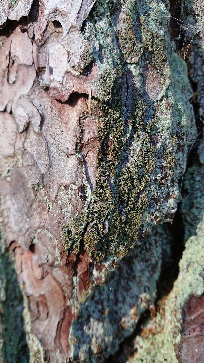 Fries' Cockleshell Lichen