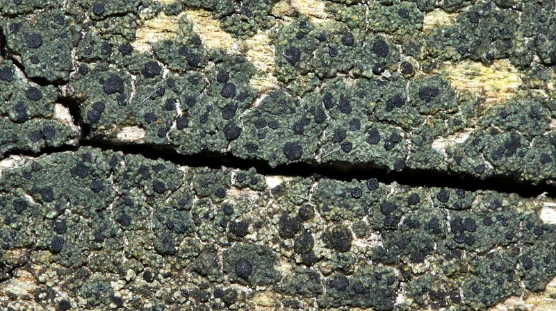 Fries' Cockleshell Lichen photo 2