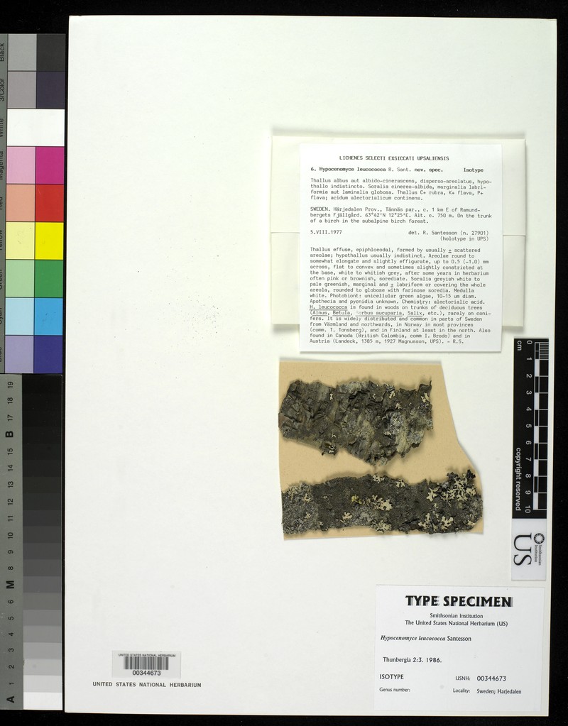 Cockleshell Lichen