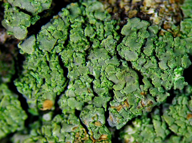 Cockleshell Lichen