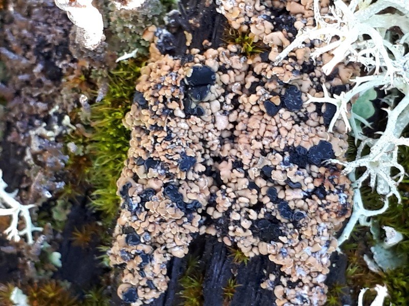Cockleshell Lichen
