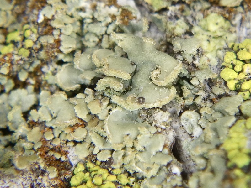 Cockleshell Lichen photo 2