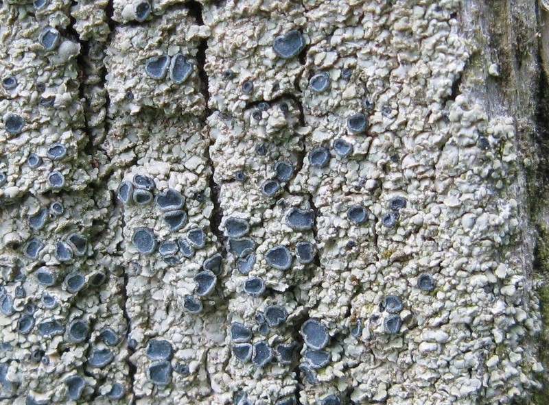 Cockleshell Lichen photo 3