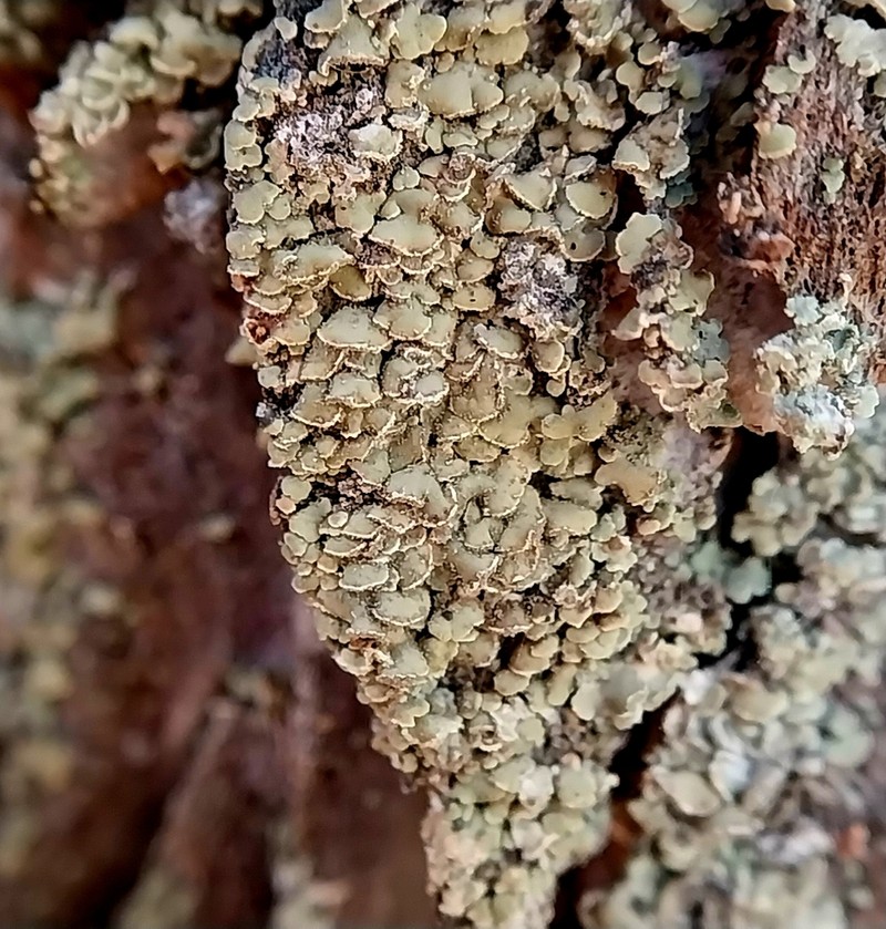 Cockleshell Lichen photo 4