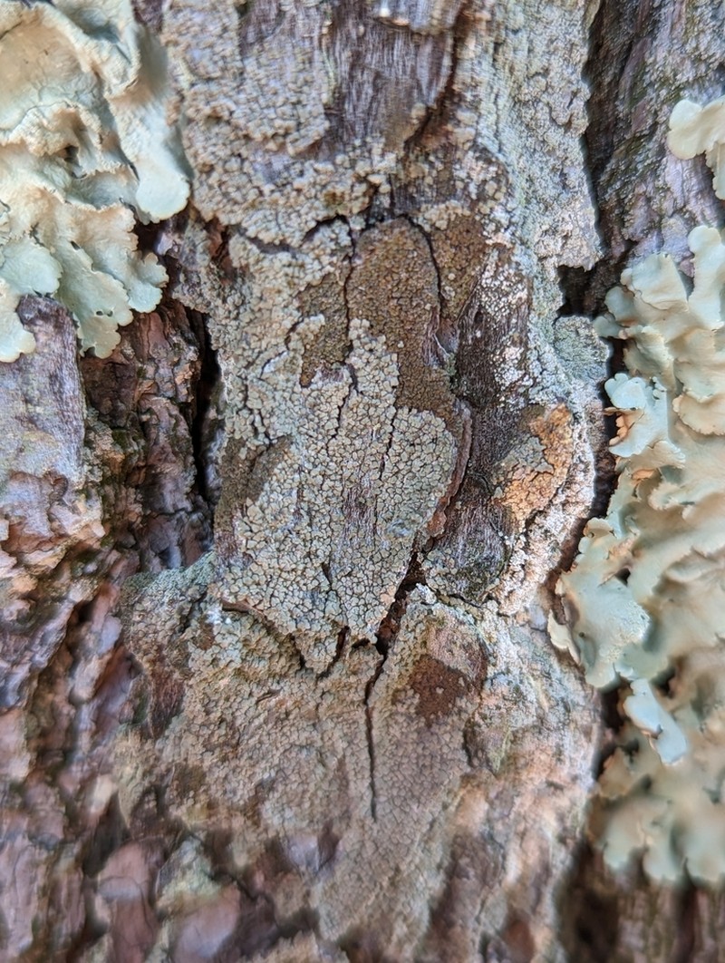 Cockleshell Lichen photo 5