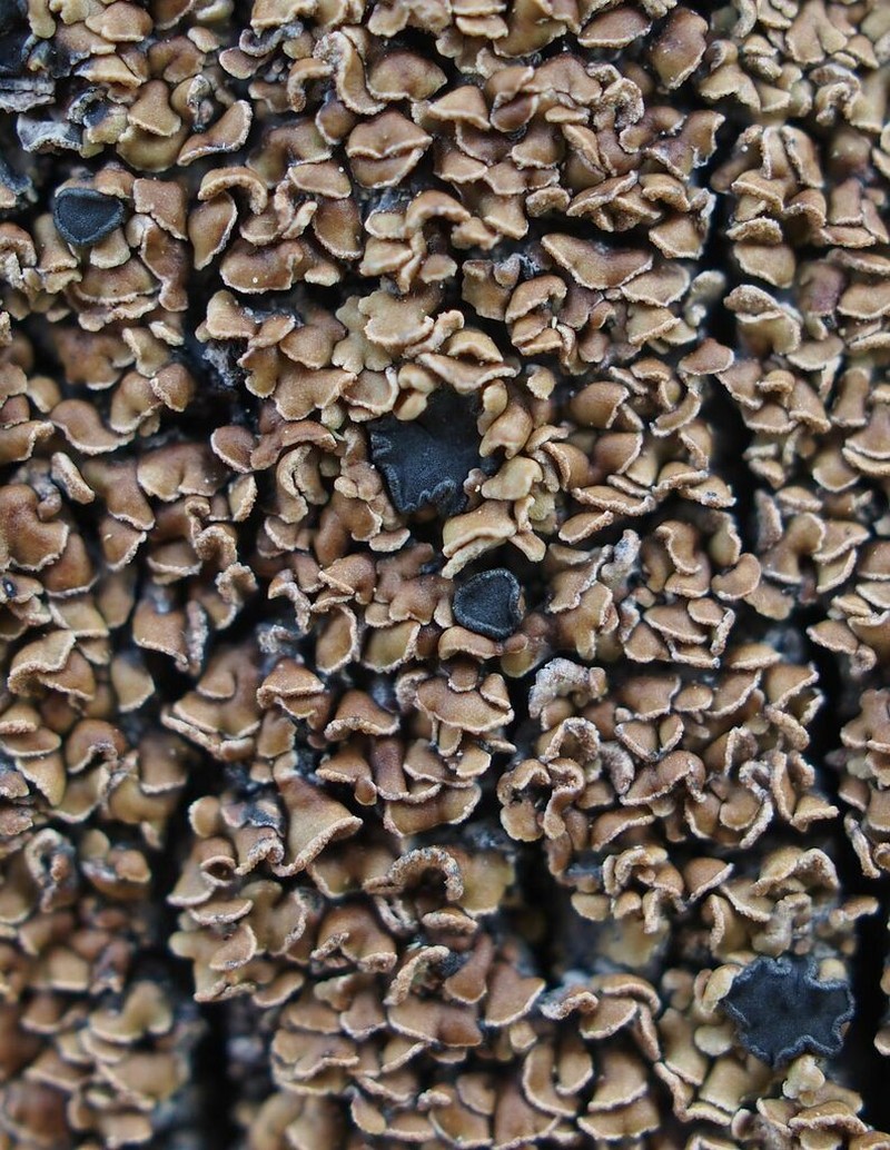 Cockleshell Lichen photo 6