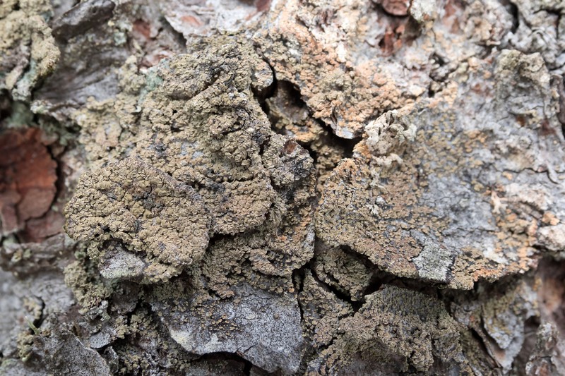 Cockleshell Lichen photo 7