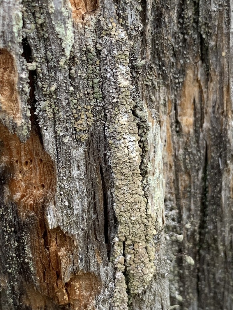 Cockleshell Lichen photo 8