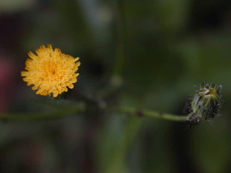 Brazilian Cat's Ear photo 4