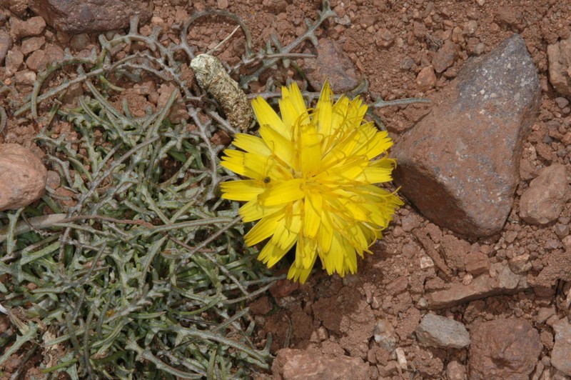 Hypochaeris laciniata