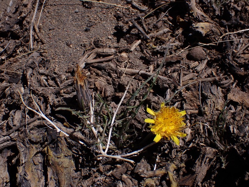 Hypochaeris laciniata photo 2