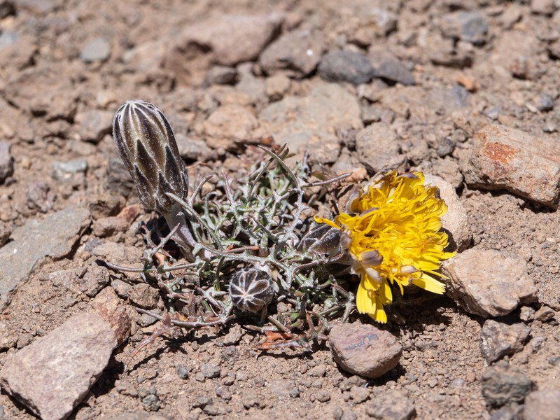 Hypochaeris laciniata photo 3