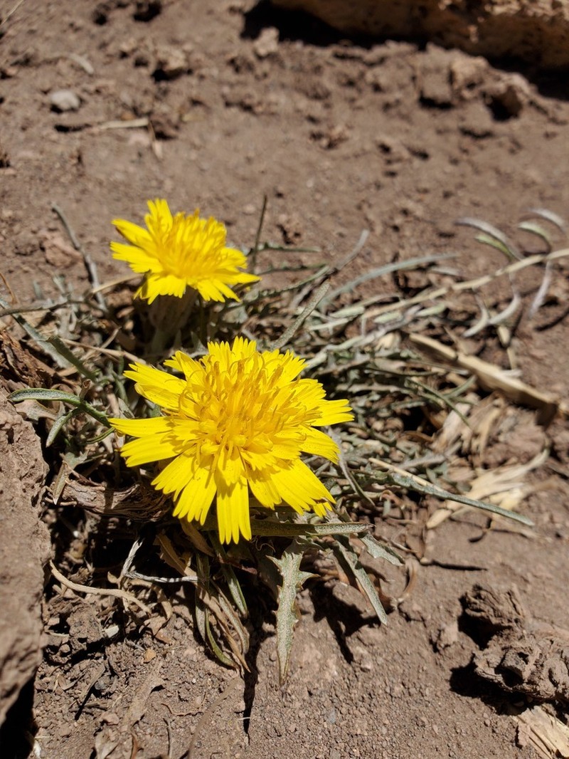 Hypochaeris laciniata photo 4