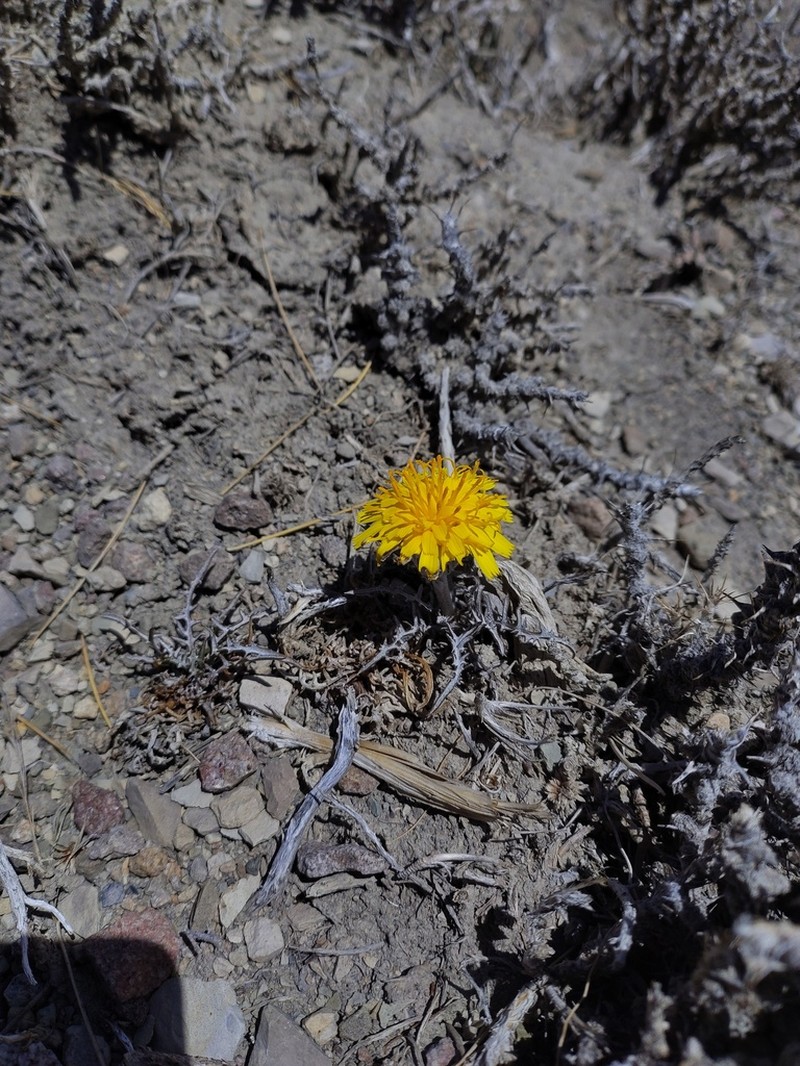 Hypochaeris laciniata photo 5