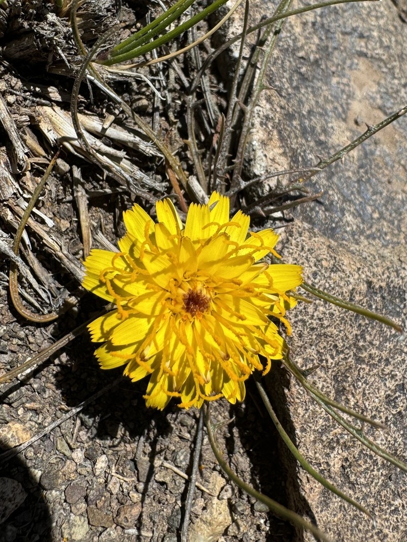 Hypochaeris laciniata photo 6