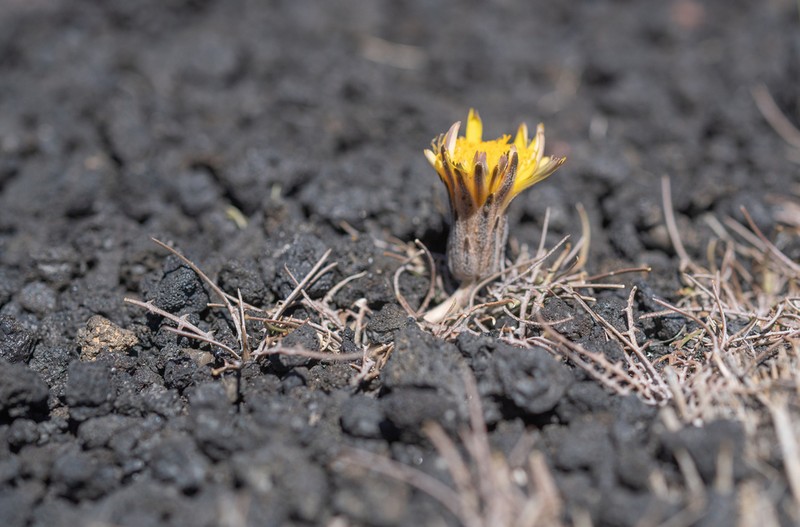 Hypochaeris laciniata photo 7